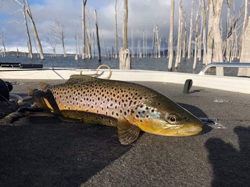 Trout Fishing - Central Highlands